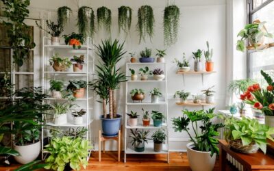 گیاهان آپارتمانی مناسب چیدمان خانه